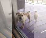 Small #1 Pug Mix