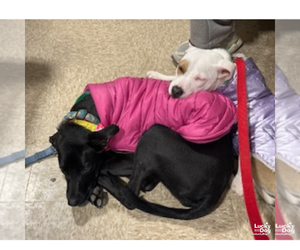 Milee - Female Labrador Retriever-Retriever  Mix Dog for Adoption - Photo #7