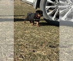 Small #4 Rottweiler