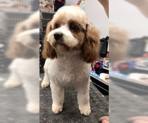 Medium Photo #2 Cavalier King Charles Spaniel-Unknown Mix Puppy For Sale in Lincolnwood, IL, USA