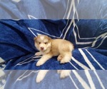 Small Photo #16 Alaskan Malamute Puppy For Sale in ERIAL, NJ, USA