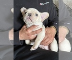 Puppy 5 French Bulldog