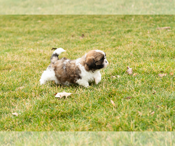 Medium Photo #3 Shih Tzu Puppy For Sale in NAPPANEE, IN, USA