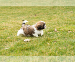 Small Photo #3 Shih Tzu Puppy For Sale in NAPPANEE, IN, USA