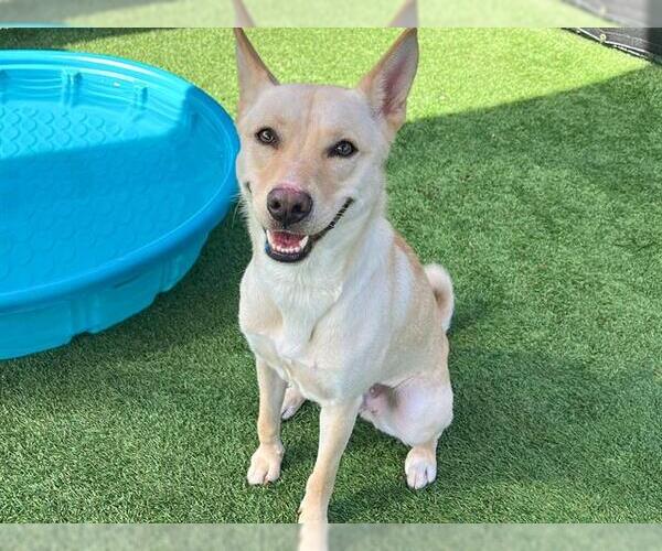 Medium Photo #1 Mutt Puppy For Sale in Orange, CA, USA