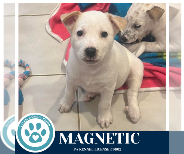 Medium Photo #1 Siberian Husky-Unknown Mix Puppy For Sale in Kimberton, PA, USA