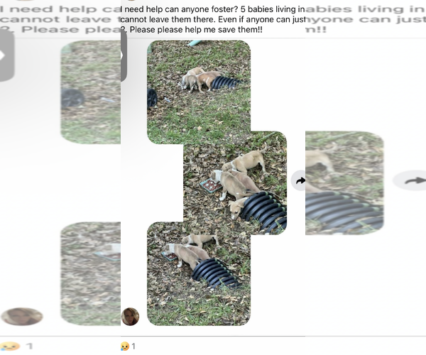 Medium Photo #3 Labrador Retriever-Unknown Mix Puppy For Sale in The Woodlands, TX, USA