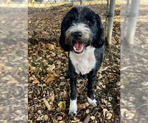 Tibetan Terrier Dogs for adoption in Santa Cruz, CA, USA