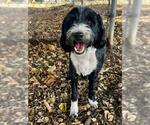 Small Tibetan Terrier
