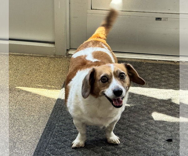 Medium Photo #8 Cheagle Puppy For Sale in Sanford, FL, USA