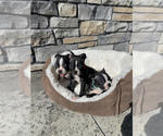 Small Photo #2 Boston Terrier Puppy For Sale in LYNNWOOD, WA, USA