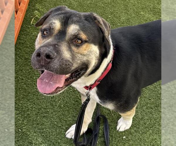 Medium Photo #3 Rottweiler-Unknown Mix Puppy For Sale in Las Vegas, NV, USA