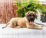 Puppy Horace Mastiff