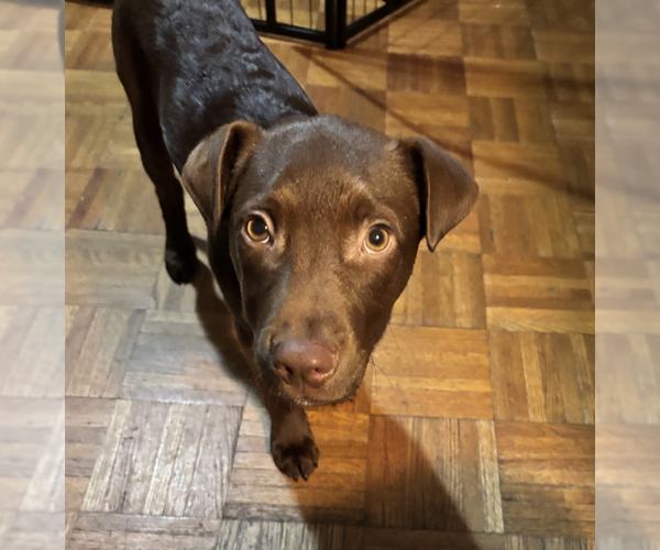 Medium Photo #11 Labrador Retriever-Unknown Mix Puppy For Sale in Brooklyn, NY, USA