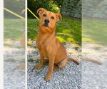 Small #1 Mutt