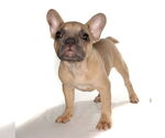 Small #2 French Bulldog