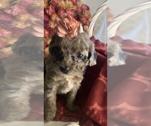 Cavapoo Puppy for sale in KLEIN, TX, USA