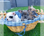 Small Photo #8 French Bulldog Puppy For Sale in PASCO, WA, USA
