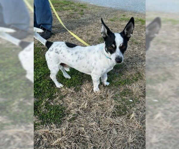 Medium Photo #2 Chiweenie Puppy For Sale in Visalia, CA, USA