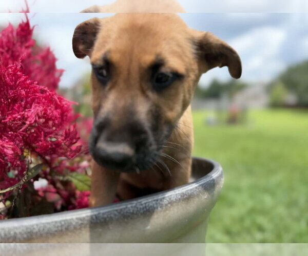 Medium Photo #4 Mutt Puppy For Sale in Stevens Point, WI, USA