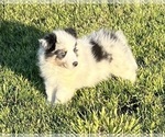 Small #15 Shetland Sheepdog