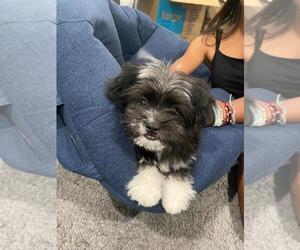 Shih Tzu Puppy for sale in BANNING, CA, USA