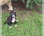 Small #1 Mutt