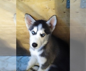Siberian Husky Puppy for sale in JACKSONVILLE, FL, USA