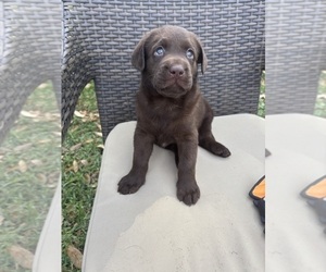 Labrador Retriever Puppy for sale in DADE CITY, FL, USA