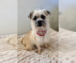 Trixie - Female Mutt Dog for Adoption - Photo #2
