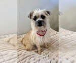 Small Photo #2 Mutt Puppy For Sale in Marina Del Rey, CA, USA