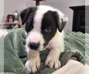 Border Collie-Unknown Mix Dogs for adoption in Wakefield, RI, USA