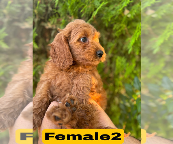 Medium Photo #11 Goldendoodle (Miniature) Puppy For Sale in BAKERSFIELD, CA, USA