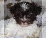 Small #2 Havanese