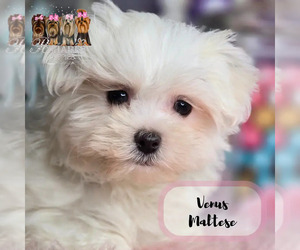 Maltese Puppy for sale in ELMHURST, IL, USA