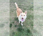 Small #1 Siberian Husky-pomeranian spitz Mix