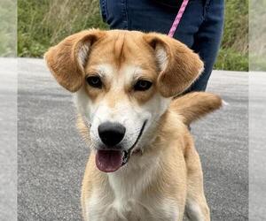 Beagle-Siberian Husky Mix Dogs for adoption in Canfield, OH, USA