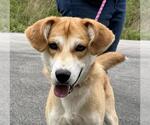 Small Beagle-Siberian Husky Mix