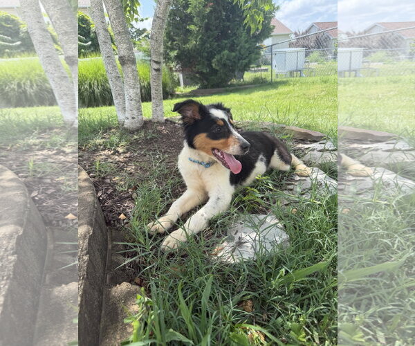 Medium Photo #3 Australian Shepherd Puppy For Sale in Hillsboro, MO, USA