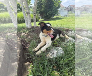 Millie - Female Australian Shepherd Dog for Adoption - Photo #3