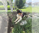 Small #2 Australian Shepherd