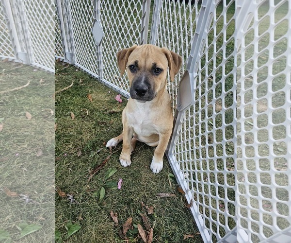 Medium Photo #2 Mutt Puppy For Sale in Waterloo, IA, USA