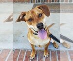 Small #1 Labrador Retriever Mix