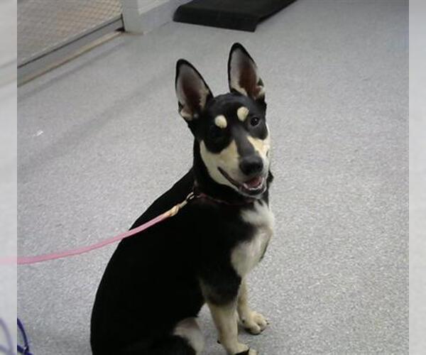Medium Photo #1 Australian Kelpie-Unknown Mix Puppy For Sale in Pasadena, TX, USA