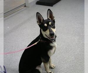 Australian Kelpie-Unknown Mix Dogs for adoption in Pasadena, TX, USA