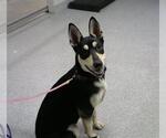 Small Australian Kelpie Mix