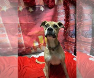 Boxer-Unknown Mix Dogs for adoption in Harrisville, WV, USA
