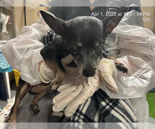 Medium Photo #1 Chihuahua Puppy For Sale in Ocala, FL, USA