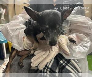 Chihuahua Dogs for adoption in Ocala, FL, USA