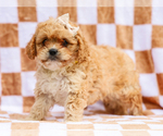 Small #1 Cavapoo (Miniature)